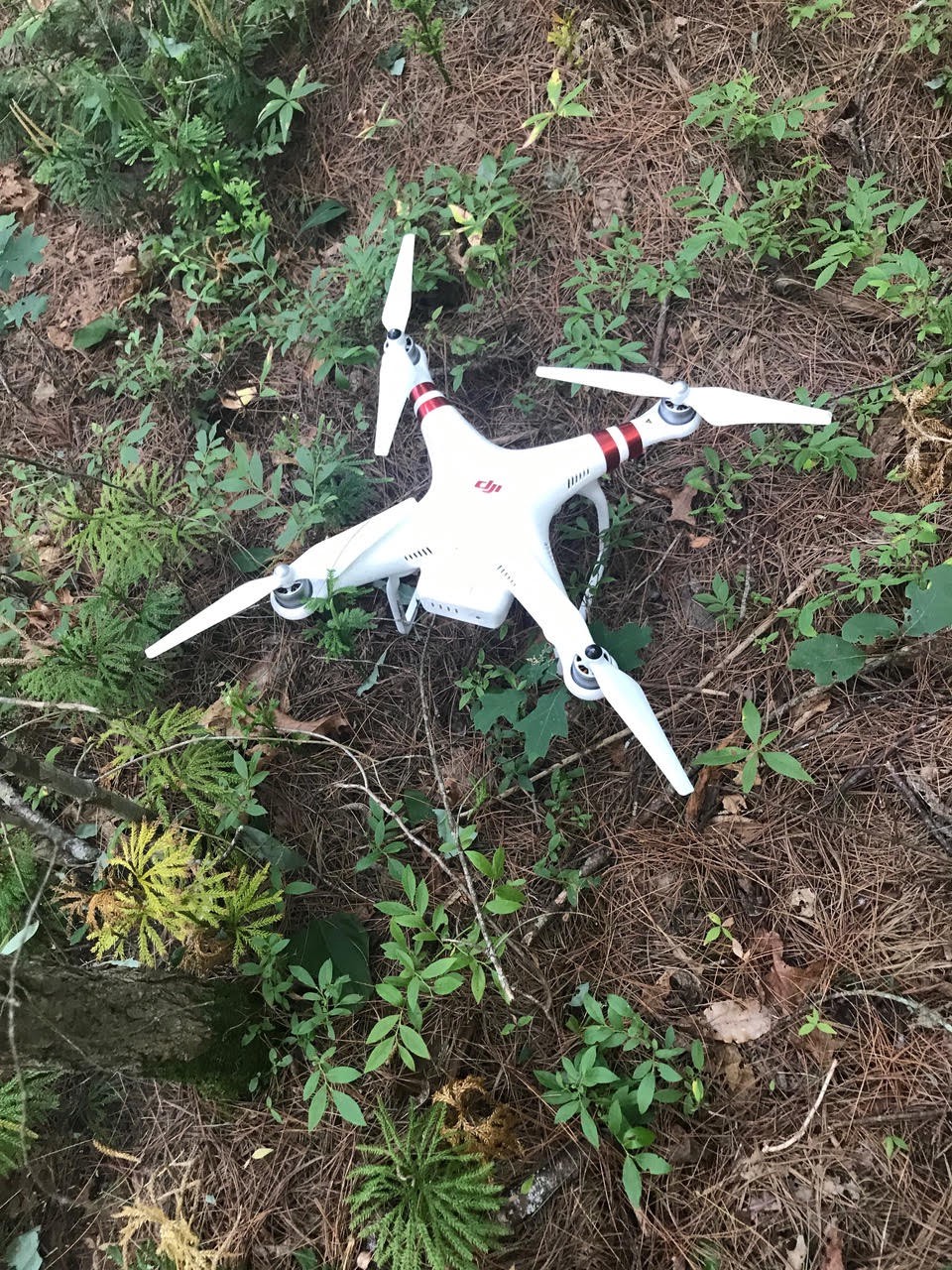 drone forest
